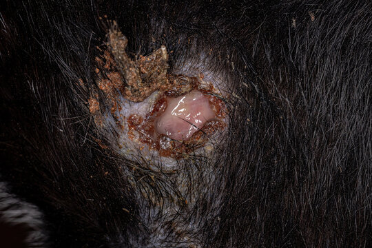 wound in the fur of a cat