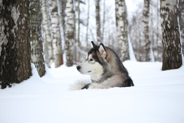 Domestic dog Alaskan Malamute in winter lies in profile in the snow in a birch grove horizontal photo
