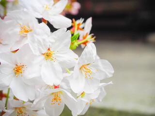 桜　ソメイヨシノの背景素材