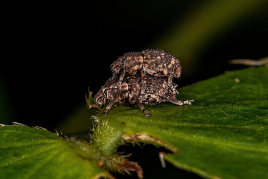 Adult Broad-nosed Weevils