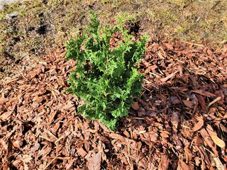 Thuja occidentalis Degroot's Spire a small seedling, as an example of a plant in a garden, is...