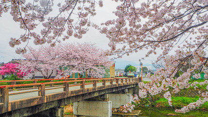 川沿いに咲いていた美しい桜と橋