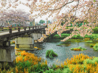 Fototapeta na wymiar 川沿いに咲いていた美しい桜と橋