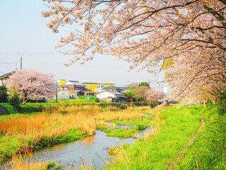 川沿いに咲いていた美しい桜の風景