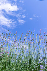 purple, lavender, blue, sky, background, lavandeer flowers, violet, aroma therapy