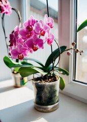 Pink flower and leaves of the phalaenopsis orchid in a flower pot on the windowsill in the house. Care of a houseplant.