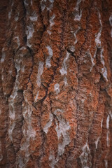bark of a tree. trentepohlia (alga). texture