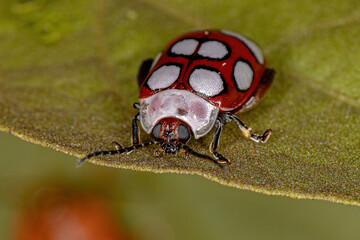 Adult Flea Beetle
