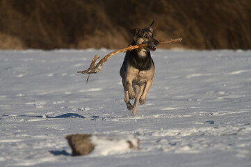 Fototapeta dog running in snow obraz
