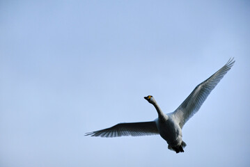 Soaring swan, 2021/12/26j
