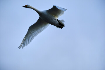 Soaring swan, 2021/12/26j
