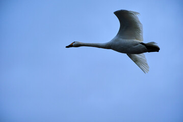 Soaring swan, 2021/12/26j