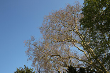 baumkronen im frühling