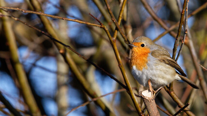 rougegorge - Erithacus rubecula