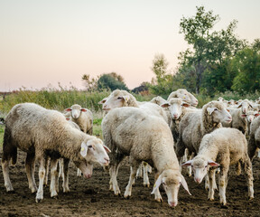 Obraz premium A flock of sheep grazing in the autumn grazes in a meadow.