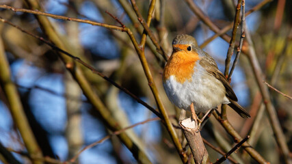 rougegorge - Erithacus rubecula
