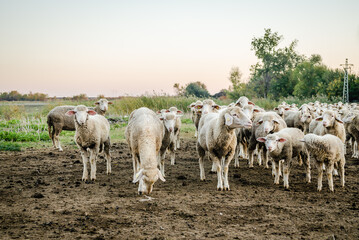 A flock of sheep grazing in the autumn grazes in a meadow.