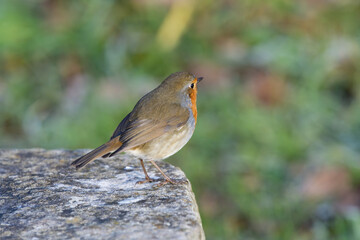 rougegorge - Erithacus rubecula