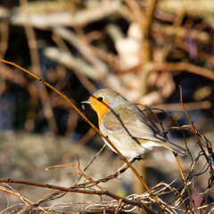 rougegorge - Erithacus rubecula