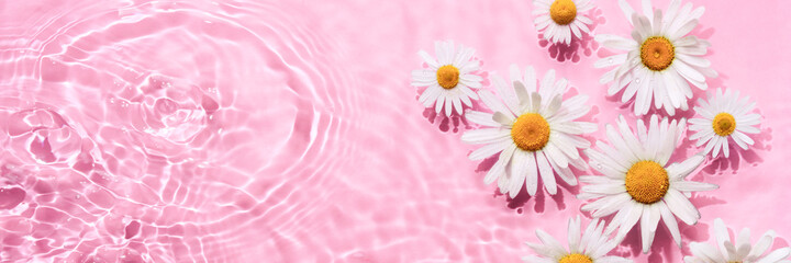 Chamomile flowers in pink water banner with concentric circles and ripples. Natural beauty Spa concept, Copy space