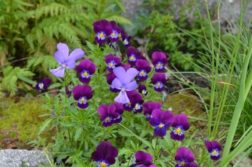 Blooming violet pansies in the garden