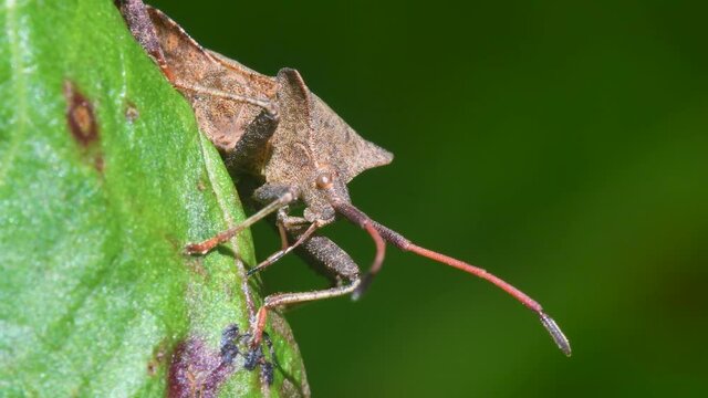 Dock Bug or Dock Leaf Bug, Coreus marginatus