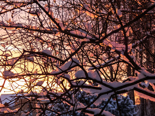 Beautiful, colorful sunset light on branches covered with accomulation of snow in the dark shadows in the evening in winter