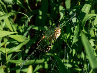 Adult male and female of wasp spider (Argiope bruennichi) with yellow and black markings on abdomen hanging on orb web next to each other. Size difference of male and female of spider