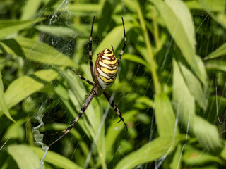 Macro shot of adult, female wasp spider (Argiope bruennichi) showing striking yellow and black markings on its abdomen hanging on spiral orb web among vegetation