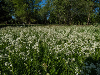 Landscape view of a meadow full of colony of white flowers - Northern bedstraw (Galium boreale) in summer in sunlight