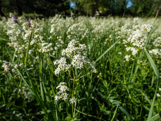 Macro shot of a single flower of the Northern bedstraw (Galium boreale) in grassland in summer in sunlight