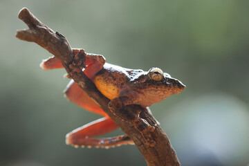 Funny Tree Frog on BRanch