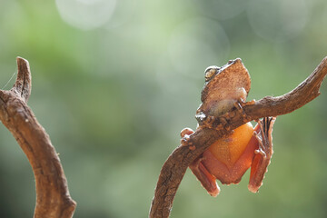 Funny Tree Frog on BRanch