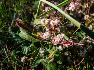 Dodder, lesser dodder, hellweed or strangle-tare (Cuscuta epithymum) is a parasitic plant. Red plant with very small leaves with white flowers