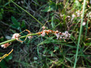 Dodder, lesser dodder, hellweed or strangle-tare (Cuscuta epithymum) is a parasitic plant. Red plant with very small leaves with white flowers