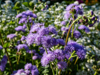 Obraz premium Beautiful ornamental plant - the Flossflower, bluemink, blueweed, pussy foot or Mexican paintbrush (Ageratum houstonianum)