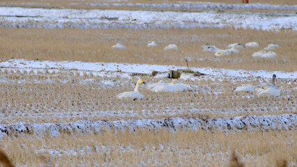 Swans in the winter rice paddy field, 2021/12/26 