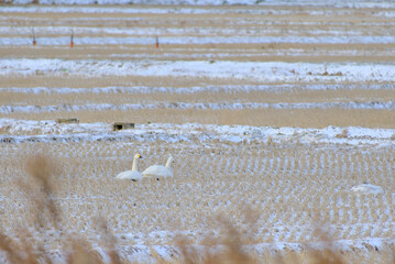 Fototapeta na wymiar Swans in the winter rice paddy field, 2021/12/26 