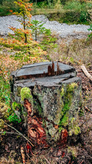 Baumstamm mit Moos bewachsen im Wald