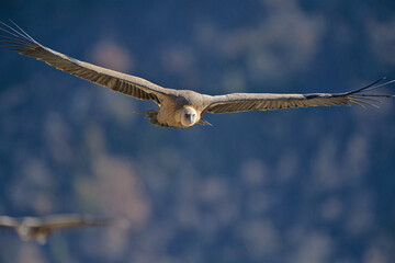 Gyps fulvus Gänsegeier, Griffon vulture, Vautour fauve, buitre leonado in flight, natural colourful background