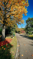 Naklejka premium Herbst in Deutschland