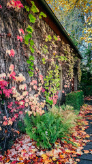 Herbstliche Wand mit Efoi in verschiedensten Farben