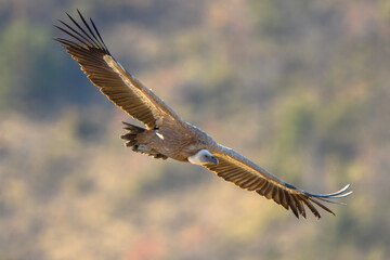 Obraz premium Gyps fulvus Gänsegeier, Griffon vulture, Vautour fauve, buitre leonado in flight, natural colourful background