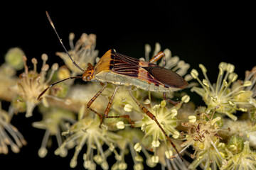Adult Leaf-footed Bug