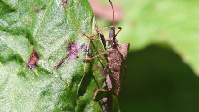 Dock Bug or Dock Leaf Bug, Coreus marginatus