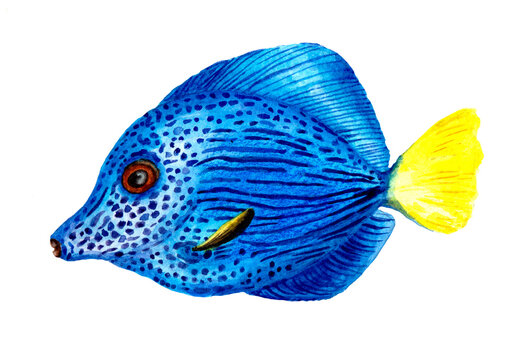 tropical fish blue with yellow tail watercolor