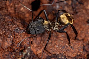 Female Adult Shimmering Golden Sugar Ant