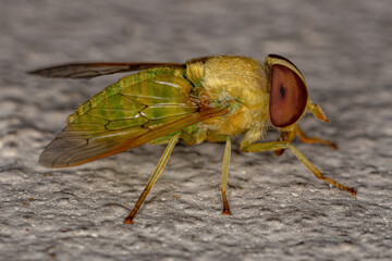 Adult Green Horse Fly