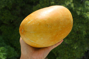 Closeup a Ripe Thai Melon in Hand against Blurry Green Foliage