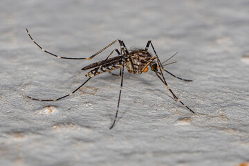 Adult Culicine Mosquito Insect